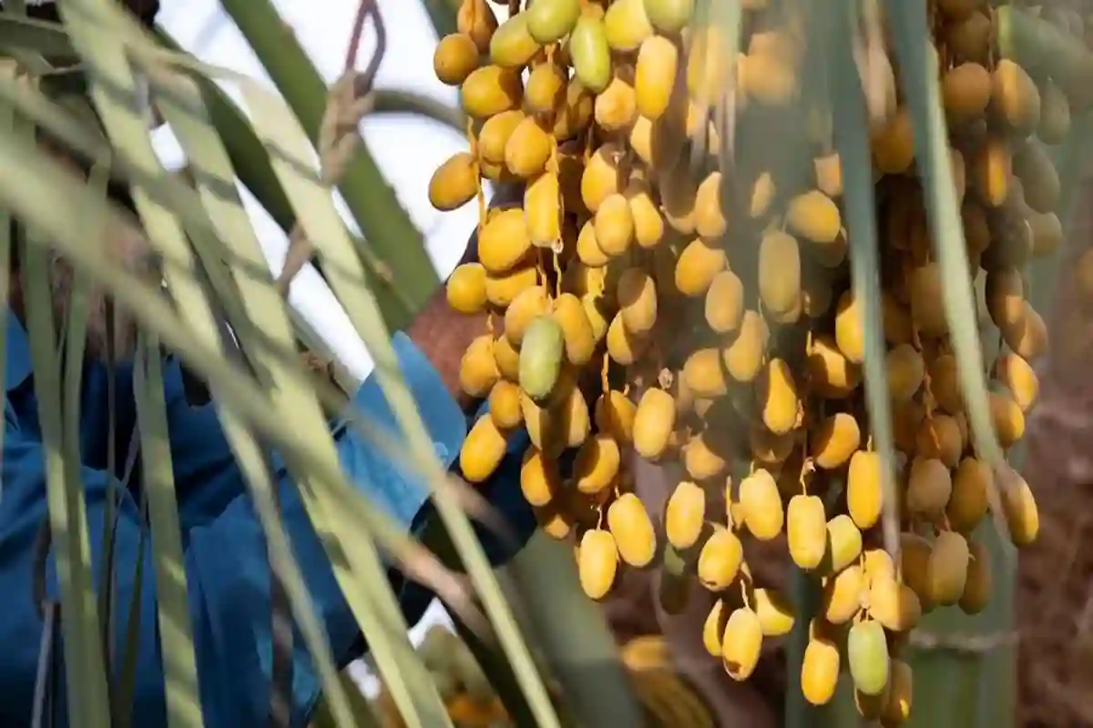 الروثانة