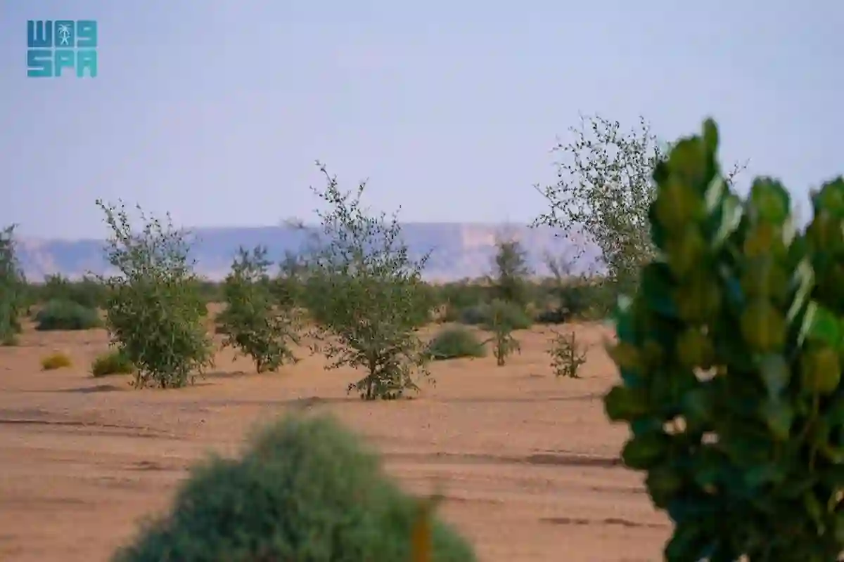 بسبب قطع أشجار محمية الملك عبد العزيز