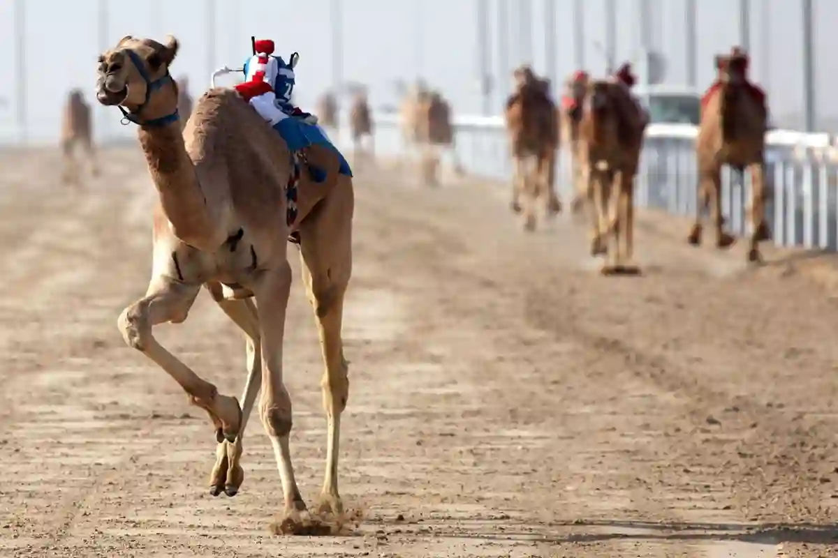 ميدان الهجن