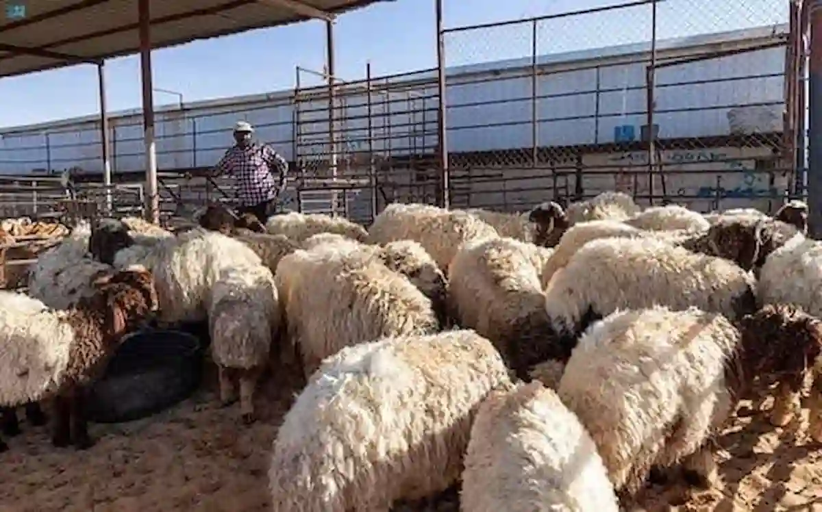 أضاحي الجوف