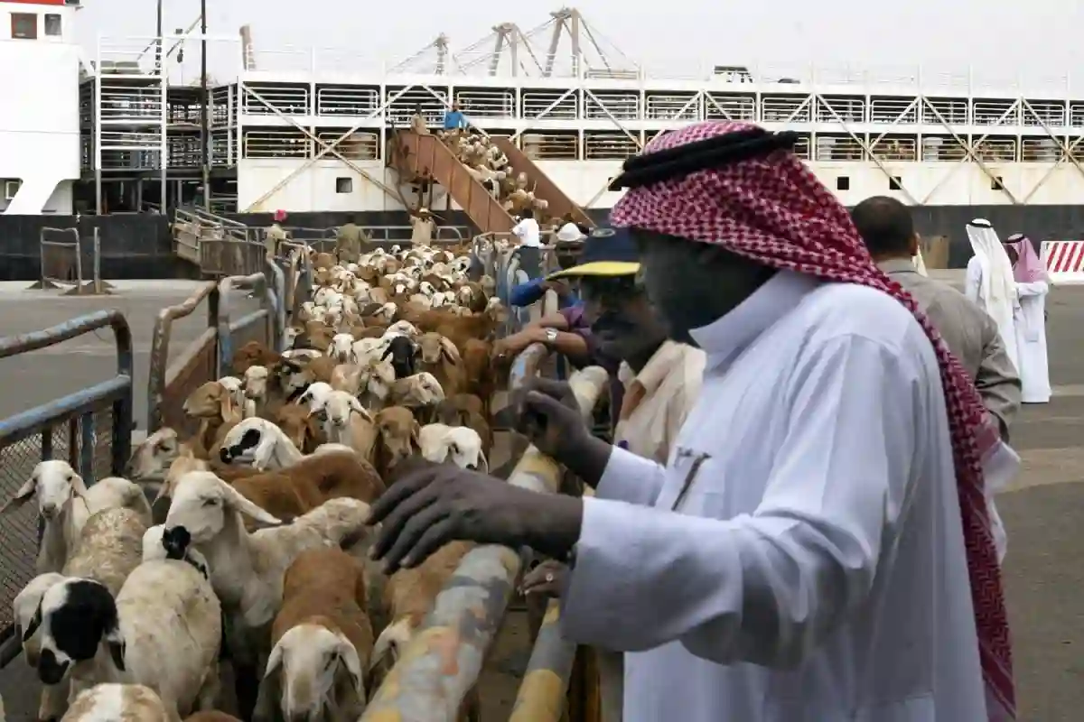 نجاح عمليات الفحص الدقيق لآلاف الأضاحي