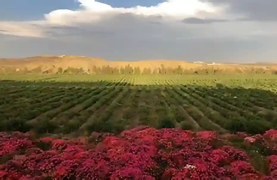 مزرعة ورد عسير