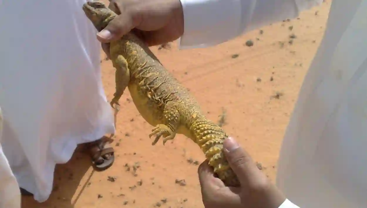 توازن بيئي
