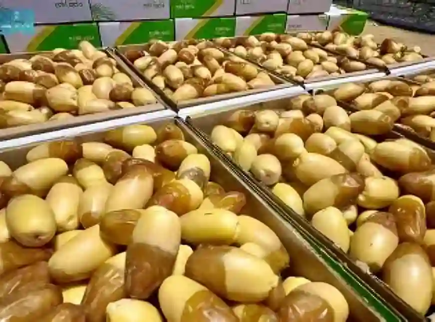 تمور المدينة تغزو الأسواق مبكرًا