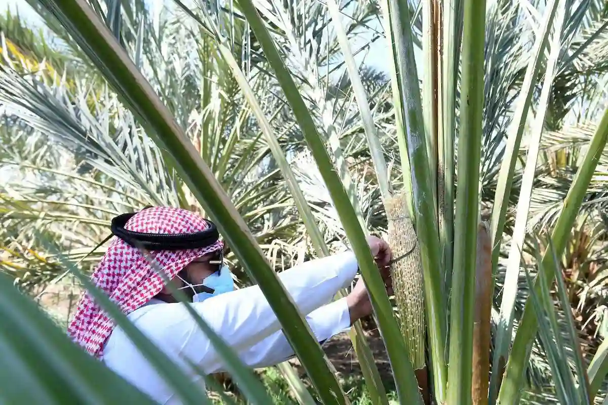بداية موسم تلقيح النخيل في السعودية من اليوم