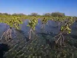 مانجروف