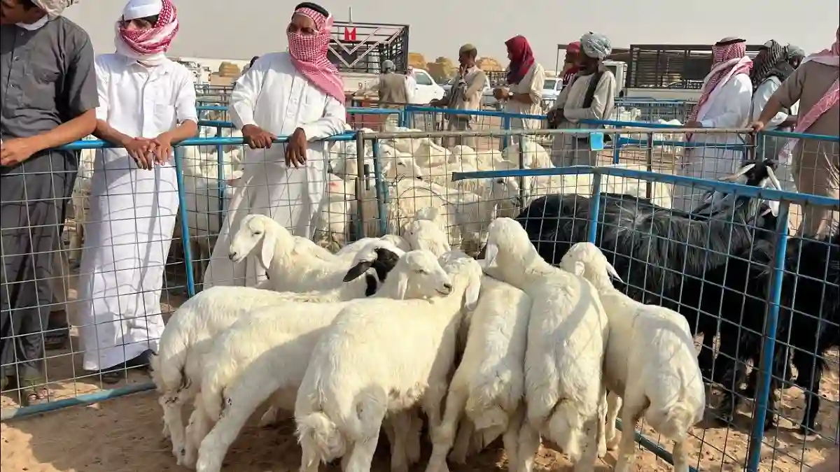 أسواق المواشي بالسعودية